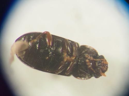 Orthocis alni
